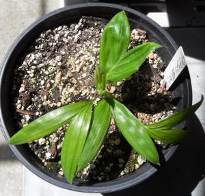 Dypsis prestoniana-not-2 02 3-15-12.JPG